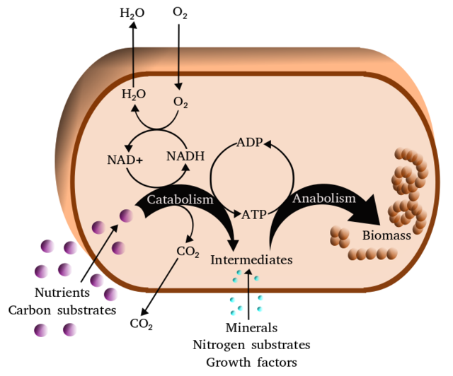 Metabolism in Biology: The complete guide